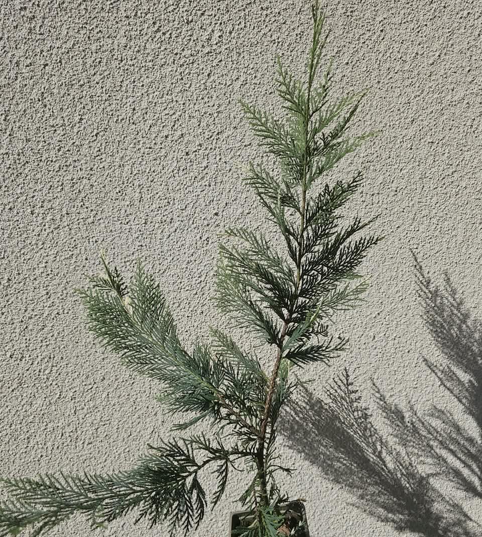 1000101541